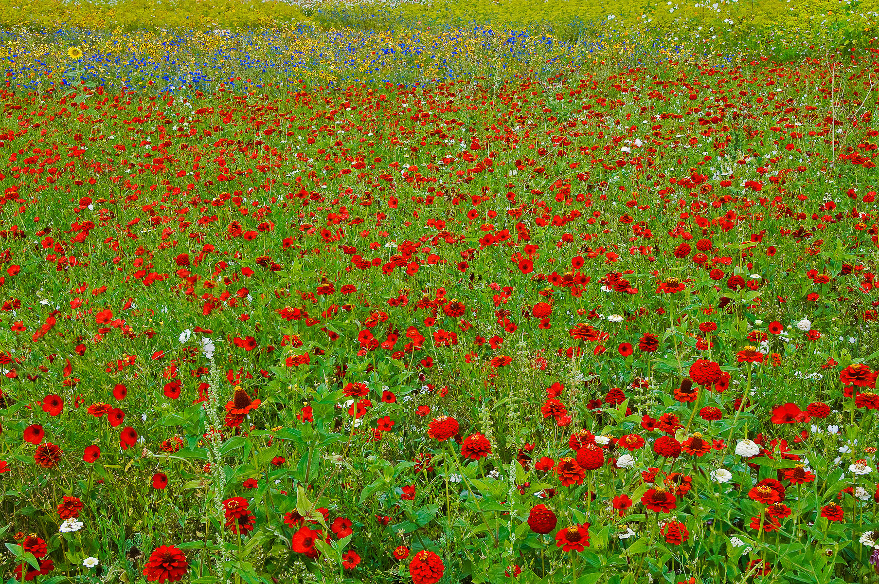 01_Coquelicots-FondBleu_1836.jpg