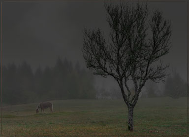 B-Arbre-et-cheval-dans-le-brouillard.jpg